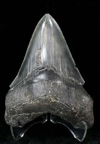 Serrated Megalodon Tooth #21731
